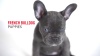 Show in main carousel: Royal Canin Breed Health Nutrition French Bulldog Puppy Dry Dog Food, 4.76-kg bag slide 10 of 13