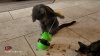 Show in main carousel: Flipo Tabby Tumbler Balancing Treat-Dispensing Cat Toy, Green slide 5 of 5