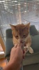 Show in main carousel: Rena's Recipe Kitty Licks Lickable Cat Treats, 28 count slide 11 of 12