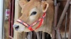 Show in main carousel: Derby Originals Padded Overlay Nylon Cow Halter, Geometric & Hurricane Blue, Medium slide 8 of 8