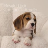 Show in main carousel: Tavo Pets Shell Swaying Lounger Dog & Cat Bed, Lunar slide 10 of 10