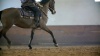 Show in main carousel: Formula 707 Weight Gain Crumble Horse Supplement, 7-lb bag slide 8 of 9