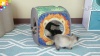 Show in main carousel: Kitty City Safari Jungle Play Cube Interactive Cat Toy House slide 7 of 8