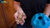 Show in main carousel: GURU Busy Ball Treat Dispensing Dog Toy, Medium slide 10 of 11