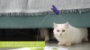 Show in main carousel: allforpaws Interactives Flutter Bug with Hide-N-Seek Cat Toy slide 10 of 11