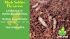Show in main carousel: Josh's Frogs Black Soldier Fly Larvae Live Feed Reptile Food, X-Small, 250 count slide 10 of 10