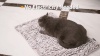 Show in main carousel: Mora Pets Self-Heating Reversible Cat Pad, Grey, Small slide 10 of 11