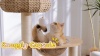 Show in main carousel: Hittite Solid Wood 38-in Faux Fur Cat Tree Tower & Condo with Sisal Scratching Post, Capsule & Ladder, 24.5 x 17.3 x 38-in slide 10 of 10
