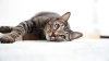 Show in main carousel: Necoichi Premium Comfort 23.6-in Cat Scratching Post, Dark Cherry/Brown, Large slide 7 of 8