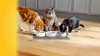 Show in main carousel: Meow Mix Original Choice Dry Cat Food, 22-lb bag slide 10 of 10