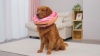 Show in main carousel: Supet Soft Inflatable Donut Dog Recovery Cone Collar, XX-Large slide 8 of 8