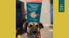 Show in main carousel: A Better Treat Freeze-Dried Wild Caught Salmon Dog & Cat Treat, 3-oz bag slide 9 of 10