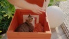 Show in main carousel: Petsfit Expanded Feeding Station Wooden Outdoor Cat House, Orange slide 9 of 9