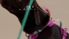 Show in main carousel: Pink Papyrus Adjustable Cushioned Dog Harness, Black, Small: 16 to 22-in chest slide 9 of 10