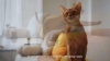 Show in main carousel: Pet Marvel M3 Wifi Automatic Dog & Cat Feeder, 4.4-l slide 8 of 8